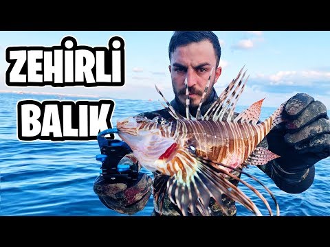 DÜNYANIN EN ZEHİRLİ BALIĞINI AVLADIM ASLAN BALIĞI
