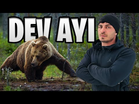 AYILARLA DOLU ORMANDA HAYATTA KALMAK