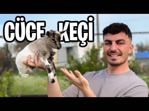 CÜCE KEÇİ BAKICISI OLDUM