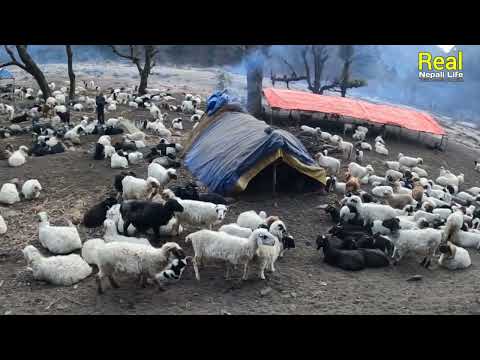 Nepali Mountain Village Life Sheep Shepherd Life Shepherd