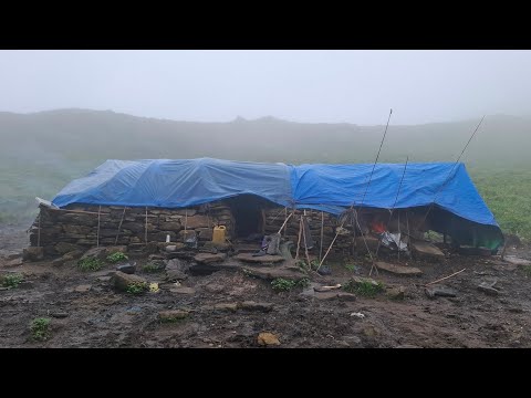 This is Himalayan Sheep Shepherd Life Nepal Ep 4 Organic