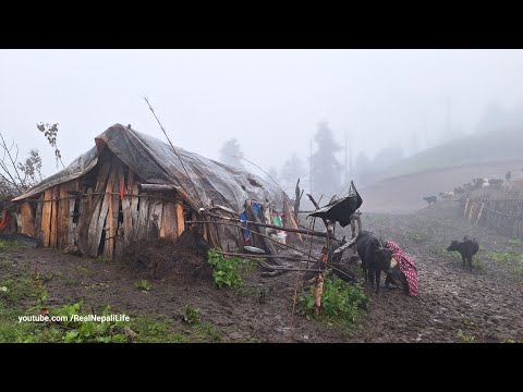 Organic Nepali Mountain Village Life shepherd Life In Nepal