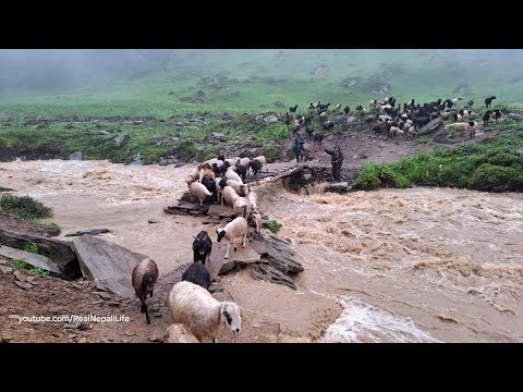 This is Sheep Shepherd Life Sheep Herd Crossing the Raw