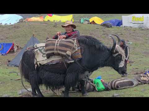 Himalayan Village Life The Yak Farm Dolpa Nepal Real Nepali