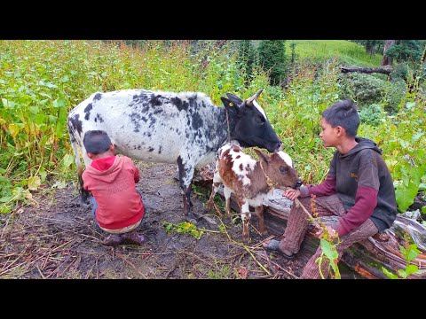 Daily Life Of Mountain Boys in Rural Area Very Hard Life