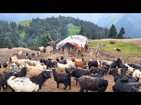 Sheep Shepherd Life in Nepal Salt feeding time to sheep