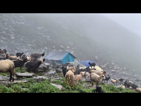 This is Himalayan Sheep Shepherd Life Nepal Ep 3 Organic