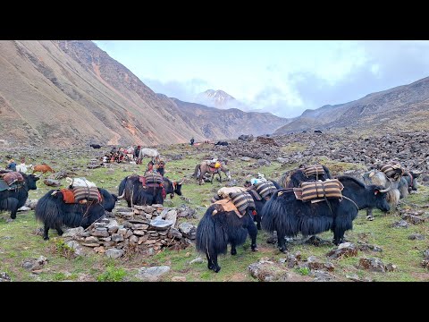 Himalayan Village Life The Yak Farm Dolpa Nepal Best