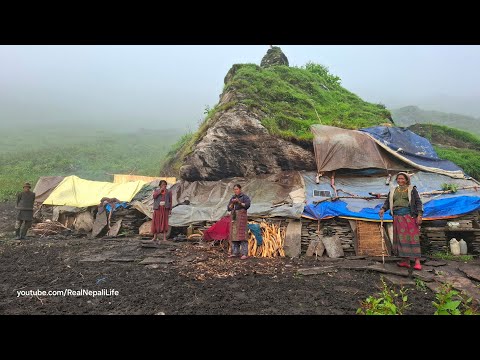This is Himalayan Village Life Dolpa Yarsagumba Hunter