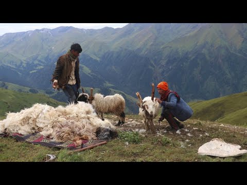 Himalayan Shepherd life in Nepal Wool Shearing in the