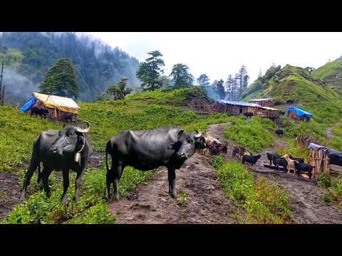 Milking milk by using primitive technology Real Nepali life
