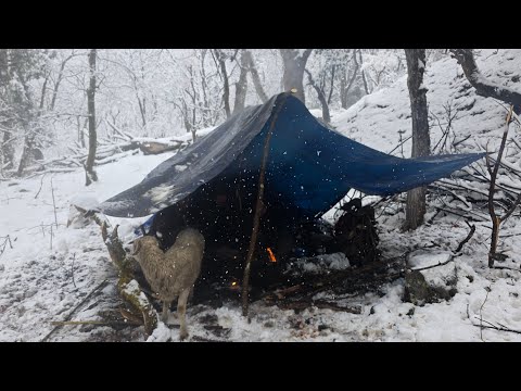 Best Life in A Himalayan Shepherds During the Snowfall Most
