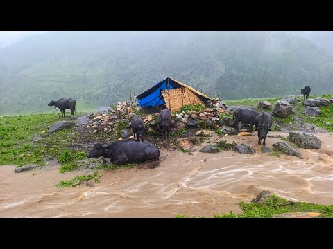 Best Life in the Nepali Mountain Shepherd Life During the