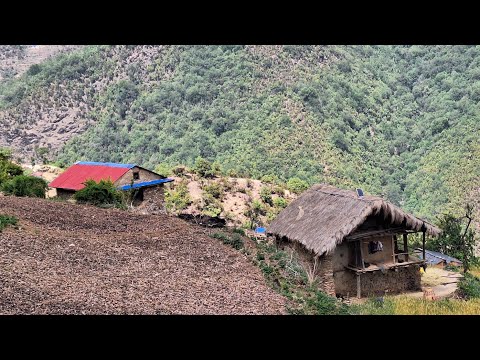 Very Hardworking Nepali Mountain Village People Lifestyle