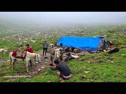 This is Sheep Shepherd Life Nepal Ep 2 Organic Shepherd