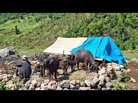 Nepali Mountain Village Life Nepal Washing Buffalo Milk in