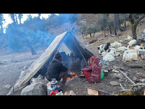 Himalayan Sheep Shepherd Life in Nepal Organic Shepherd