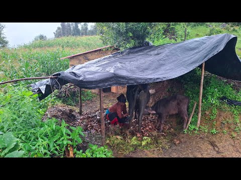 Nepali Mountain Village Life in Nepal Organic Village Food