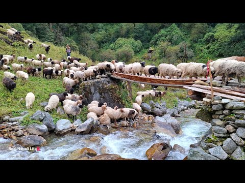 This is Sheep Shepherd Life Sheep Herd Crossing the Raw