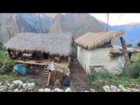 collecting maize by using primitive technology village life