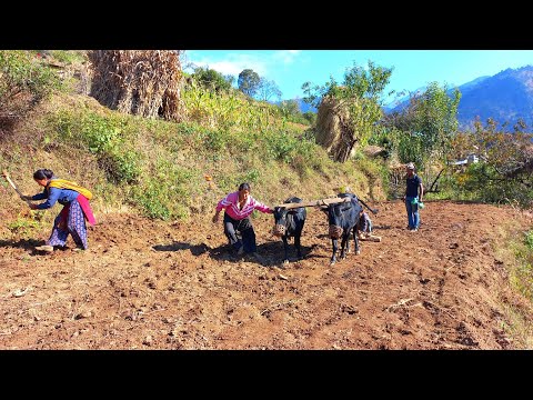 Beautiful Nepali Himalayan Village Simple Happy Lifestyle
