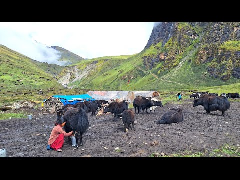 Himalayan Village Life Milking in the Himalayan Yak Farm