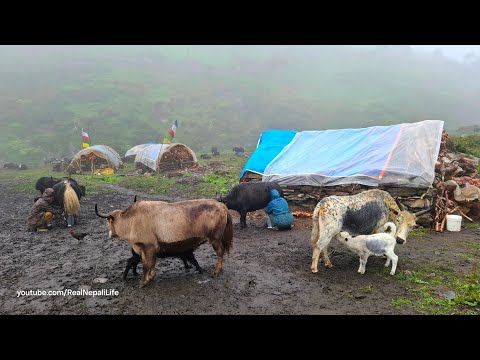 Most Peaceful And Relaxing Himalayan Shepherd Life Dolpa