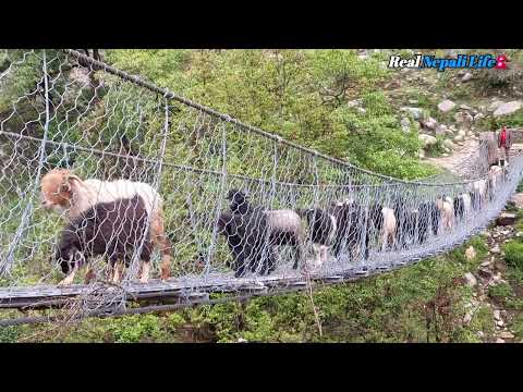 Himalayan Village Life Sheep Shepherd Life Sheep Herd