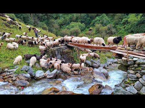 This is Sheep Shepherd Life Sheep Herd Crossing the Raw