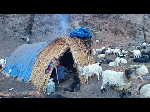 Himalayan Sheep Shepherd Life Nepal Shepherd Food Cooking