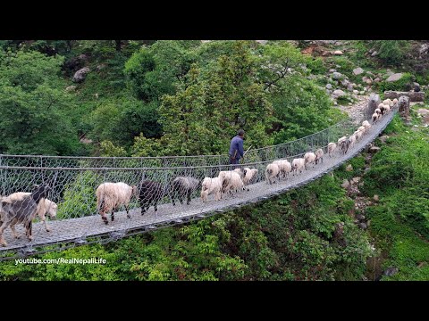 Nepali Mountain Village Life Sheep Shepherd Life Sheep