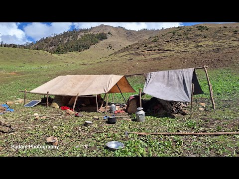 Pig Farming in Nepali Himalaya Village Rural Lifestyle Real