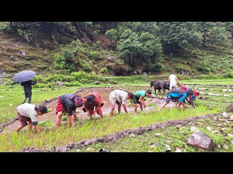 Traditional Rice Farming in Nepali Mountain Village Rainy