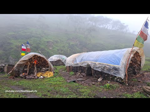 Himalayan Village Life The Yak Farm Rainy Day Dolpa Nepal