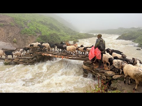 This is Sheep Shepherd Life Sheep Herd Crossing the Raw
