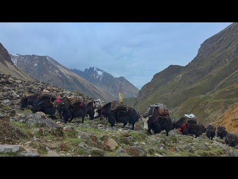 Himalayan Village Life The Yak Farm Dolpa Nepal Real Nepali
