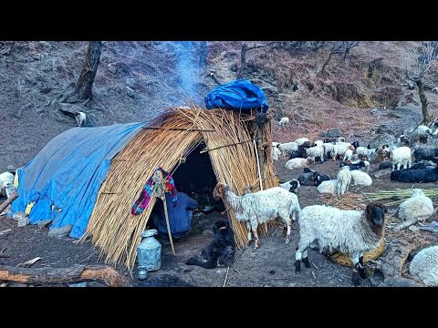Himalayan Sheep Shepherd Life in Winter Shepherd Food