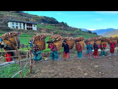 The Determined Lifestyle Of Hardworking Nepali Himalayan