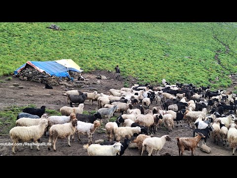 Sheep Shepherd Life Nepal Organic shepherd Food Returning