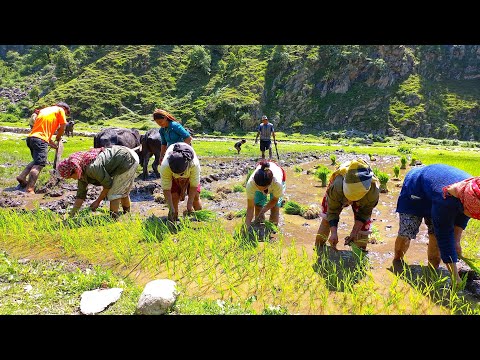 Paddy Farming at Jajarkot Barekot