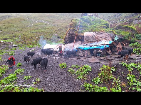 Most Peaceful And Relaxing Nepali Mountain Village Life
