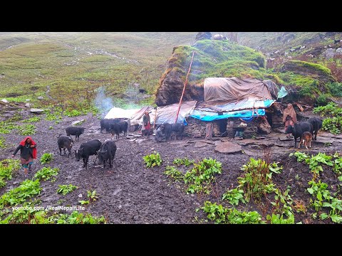 Best Rural Life in the jagadulla Mountains in Nepal Rainy