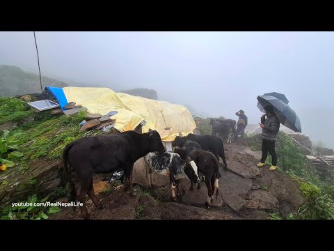 Nepali Himalayan Village Life Nepal Dolpa Buffali Milk