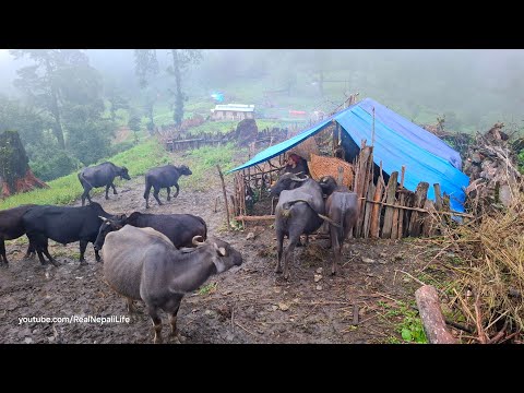 This is Shepherd Life Nepal Ep 4 Rainy Day Organic Shepherd