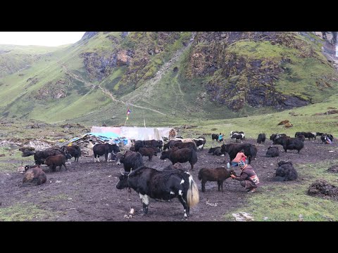himalayan shepherd life in dolpa milking in the yak farm
