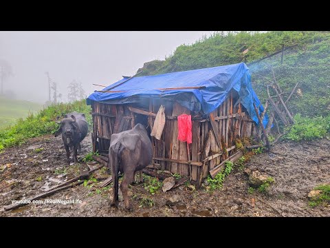 Organic Nepali Mountain Village Life Shepherd Life Organic