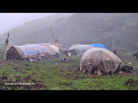 Himalayan Village Life The Yak Farm Dolpa Nepal Milking in