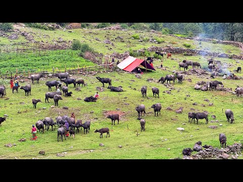 Nepali Mountain Village Life Nepali farmers Lifestyle And