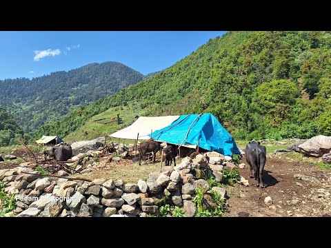 Heavy Rain in Mountain Village Nepali Mountain Village