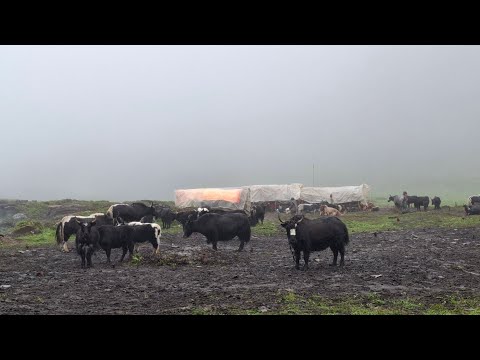 Himalayan Village Life Milking in The Yak Farm Rainy Day